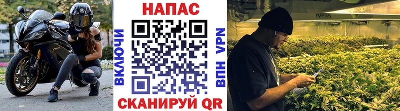 Каннабис OG Kush  Борзя 